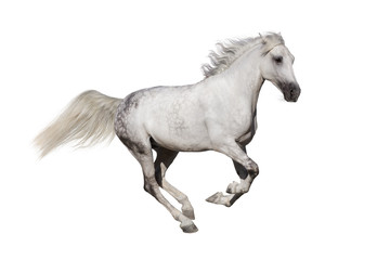 Obraz na płótnie Canvas Horse run isolated on white background
