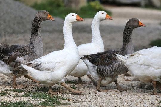 White goose walk on meadow rural scene