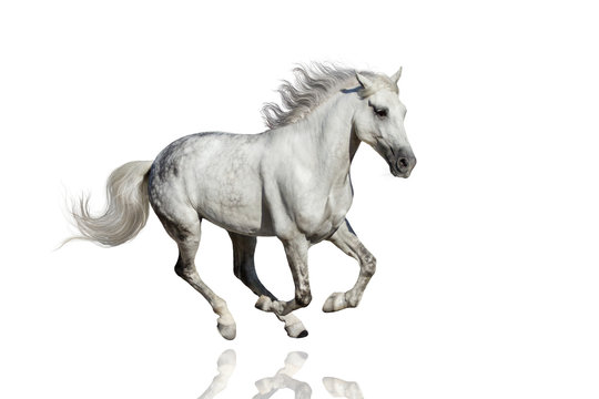Stallion run isolated on white background