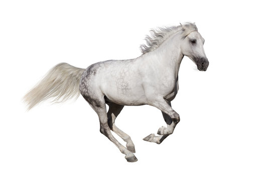 Horse run isolated on white background