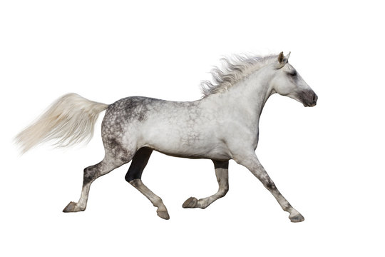 White stallion trotting isolated on white background
