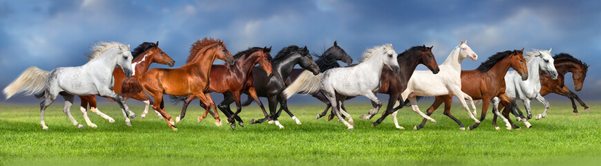 Troupeau de chevaux sur les pâturages d& 39 été, bannière pour site web