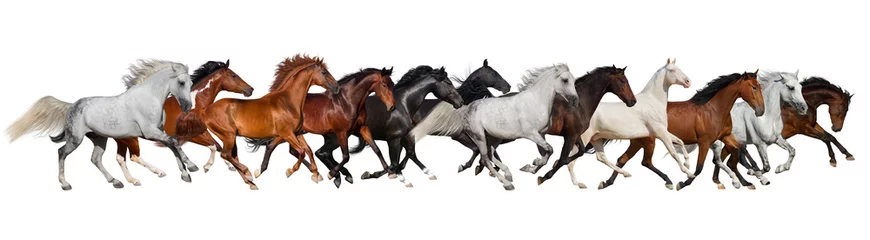 Raamstickers Paardenkudde geïsoleerd op wit, banner voor website © callipso88