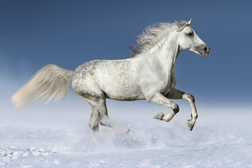 Fototapeta premium Koń biegnie galopem w śniegu