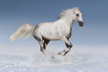 Naklejka na ściany i meble Horse in snow