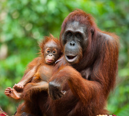 Portrait of a female orangutan with a baby. Indonesia. The island of Kalimantan (Borneo). An excellent illustration. - obrazy, fototapety, plakaty