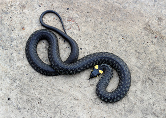 grass snake