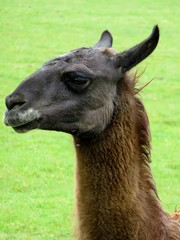 Obraz premium lama