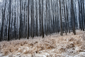 Frosty forrest trees