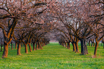 Apricot alley in a countryside