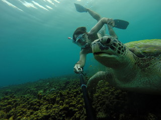 apnée tortue