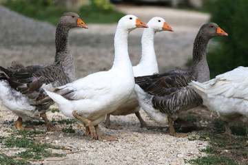 Domestic geese walking on traditional village goose farm