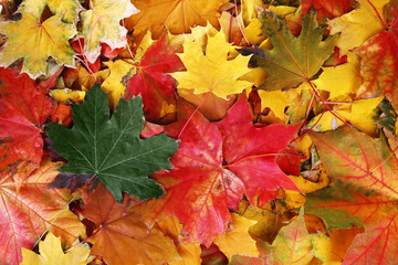 Autumn maple leaves