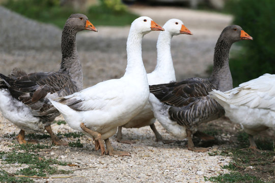 Domestic geese walking on traditional village goose farm