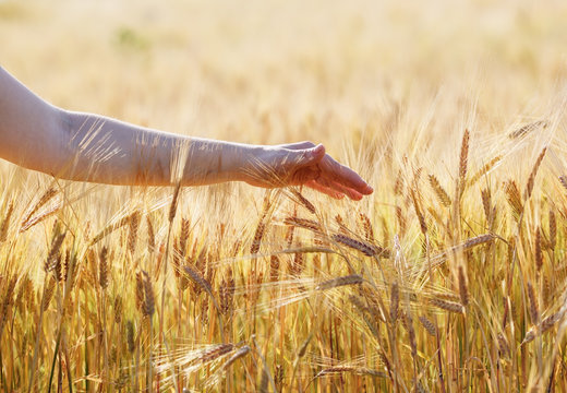 Female hand touching a wheat ears. Golden wheat field. Shallow depth of field. Selective focus.
