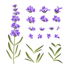 Set of lavender flowers elements. © Kotkoa