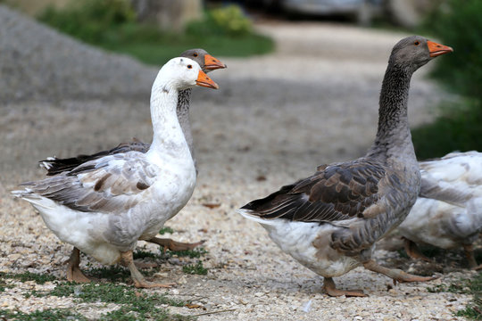 Grey and white domestic gooses on poultry farm