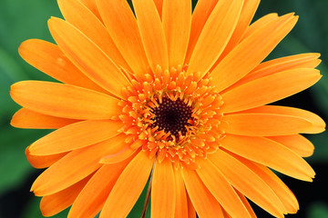 close up of gerbera flower