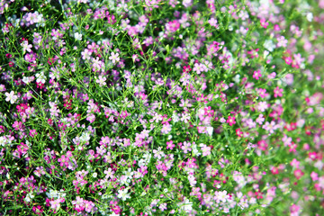 colorful gypsophila flower