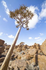 The quiver tree, or aloe dichotoma, in the Giant’s Playground,