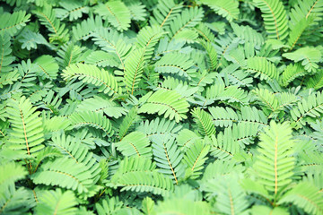 Fototapeta na wymiar tropical fresh leaf as background.