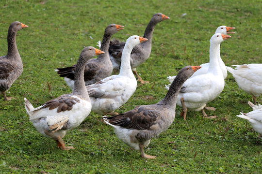 Domestic geese and goose are grazing in the green grass
