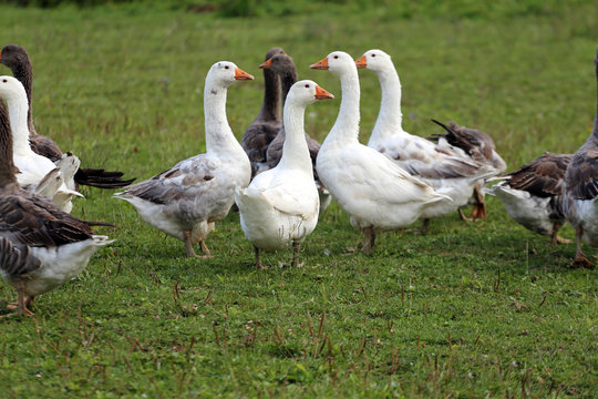  Geese graze on rural poultry farm yard