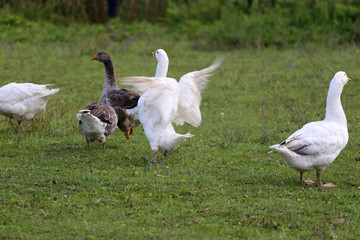 Grey and white domestic gooses on the green grass