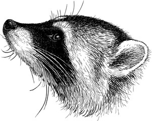 head of a raccoon © asmakar