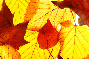 Golden autumn leaves background