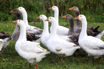  Flock of geese on green meadow in natural environment
