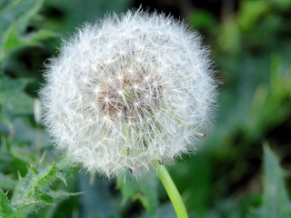 Close up of a dandelion clock
