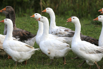 White grey  gooses standing on poultry yard