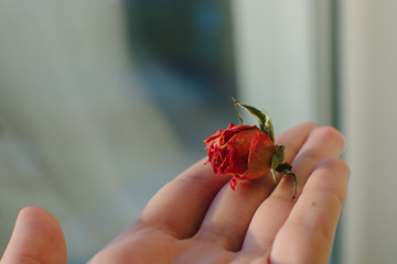 small rose on palm