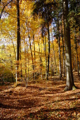 Nördlicher Steigerwald im Herbst, Unterfranken, Bayern, Deutsch