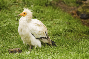 Common vulture, neophron percnopterus