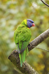 Rainbow Lorikeet, Trichoglossus haematodus
