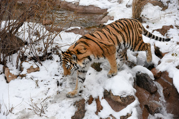 Healthy male Siberian Tiger in the mountains in the winter.