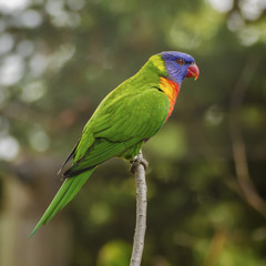 Rainbow Lorikeet, Trichoglossus haematodus