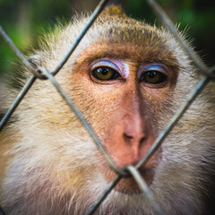 Crab-eating macaque Money