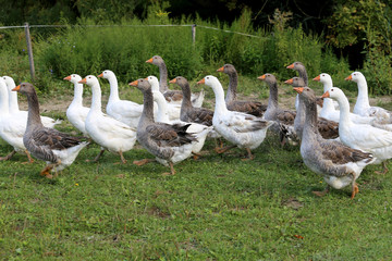 Gooses graze on poultry farm rural scene