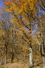 Nördlicher Steigerwald im Herbst, Unterfranken, Bayern, Deutsch