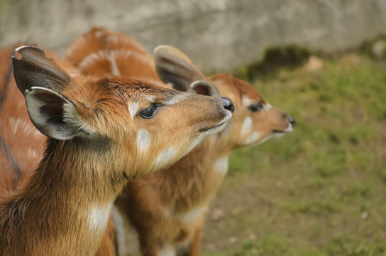 Antelope sitatunga portrait
