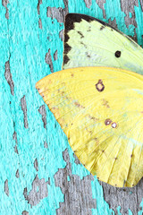 butterfly wing on grunge wall