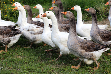  Flock of geese on green meadow in natural environment