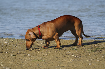 Dachshund dog on the seashore
