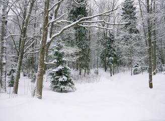 Winter park in the evening 