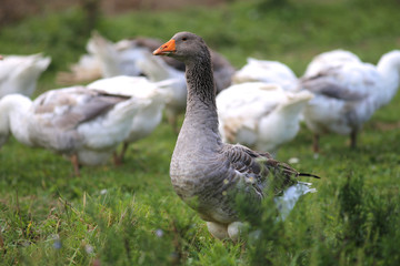 Naklejka na ściany i meble Domestic geese graze on traditional village goose farm