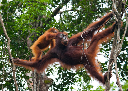 The female of the orangutan with a baby in a tree. Indonesia. The island of Kalimantan (Borneo). An excellent illustration.