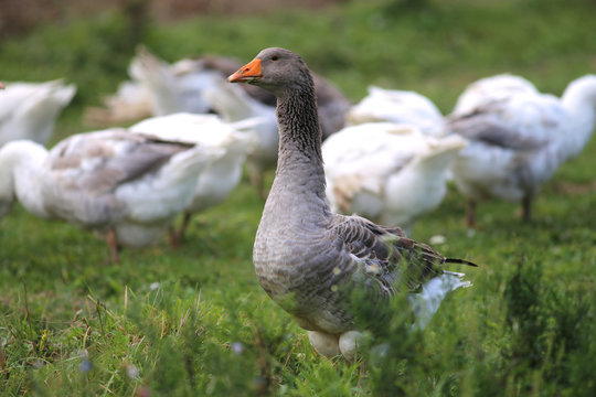 Domestic geese graze on traditional village goose farm